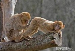 猴子的最新爆料是什么,最新爆料揭示娱乐圈惊人内幕